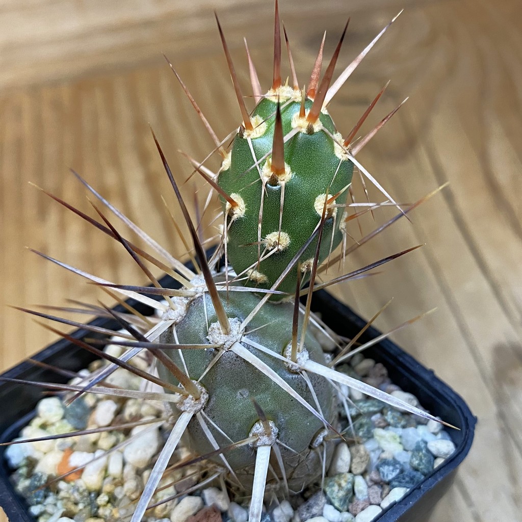 SH37084 Maihueniopsis darwinii