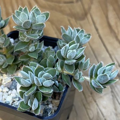 SH37088 Crassula lanuginosa v. pachystemon