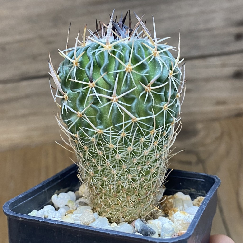 DP37176 Echinofossulocactus sp. CB 011075 - Image 2