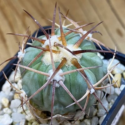 DP37203 Echinocactus horizonthalonius