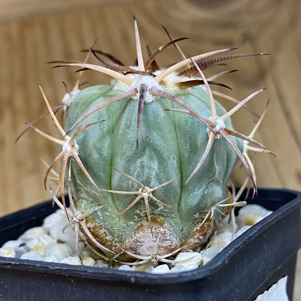 DP37203 Echinocactus horizonthalonius - Image 2