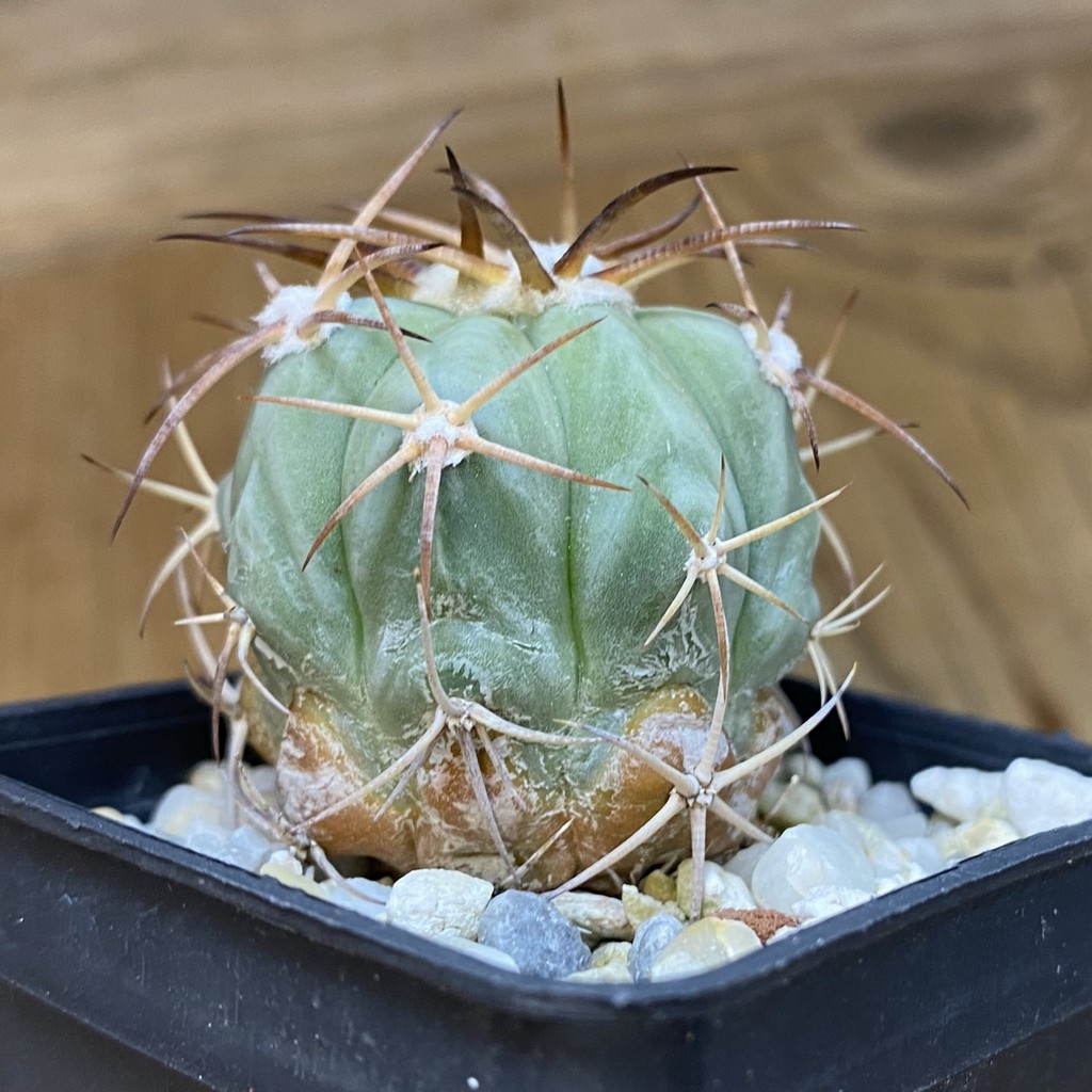 DP37203 Echinocactus horizonthalonius - Image 3