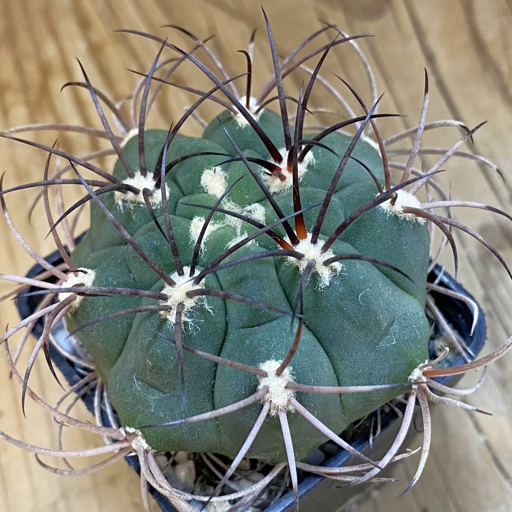 DP37179 Gymnocalycium saglione