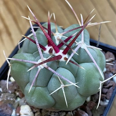 DP37205 Thelocactus fossulatus MG 1270.8