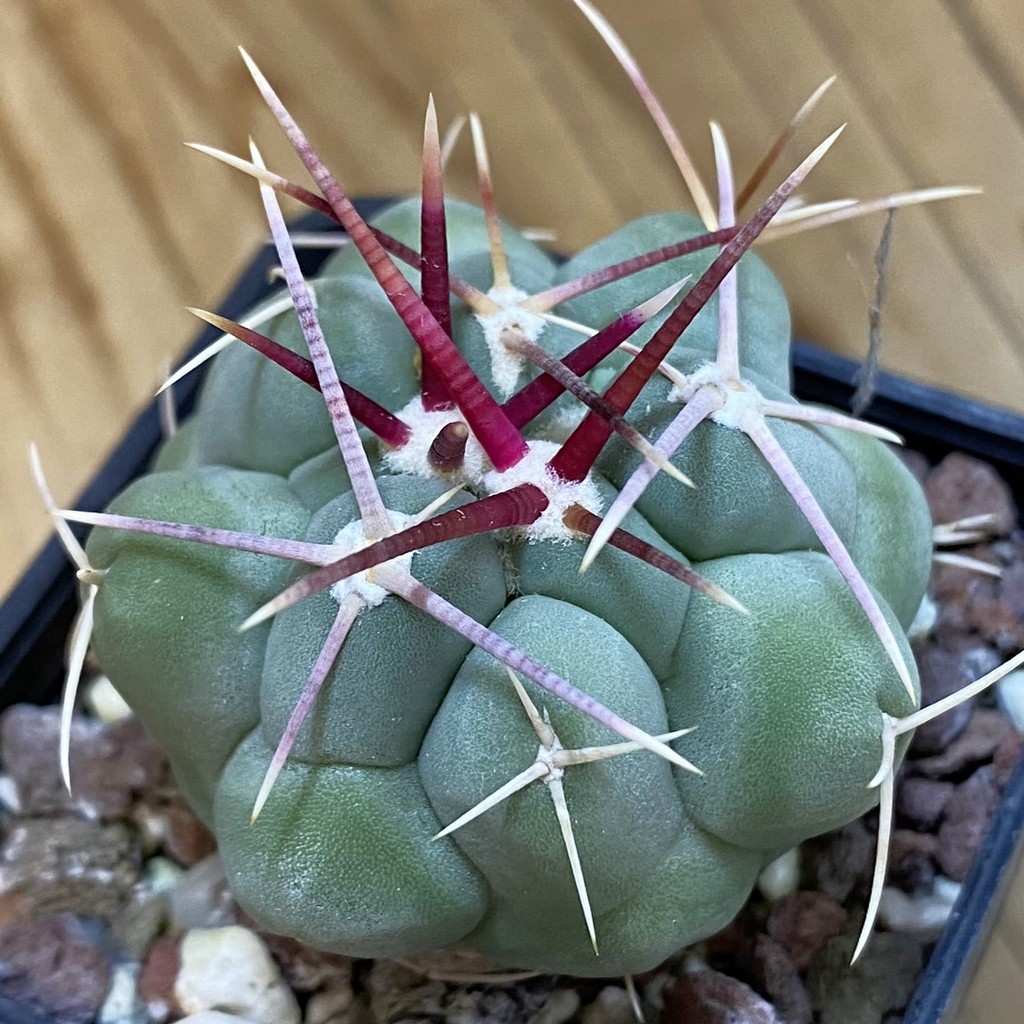DP37205 Thelocactus fossulatus MG 1270.8