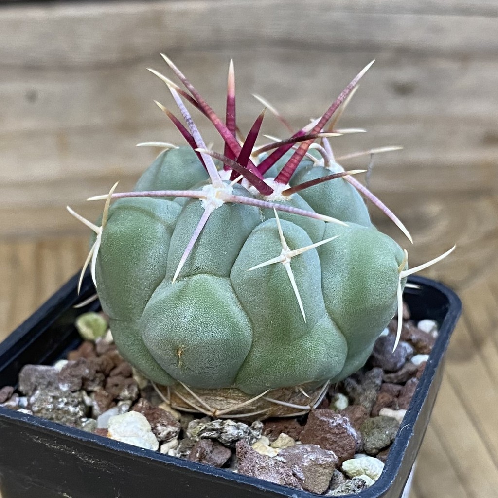 DP37205 Thelocactus fossulatus MG 1270.8 - Image 2
