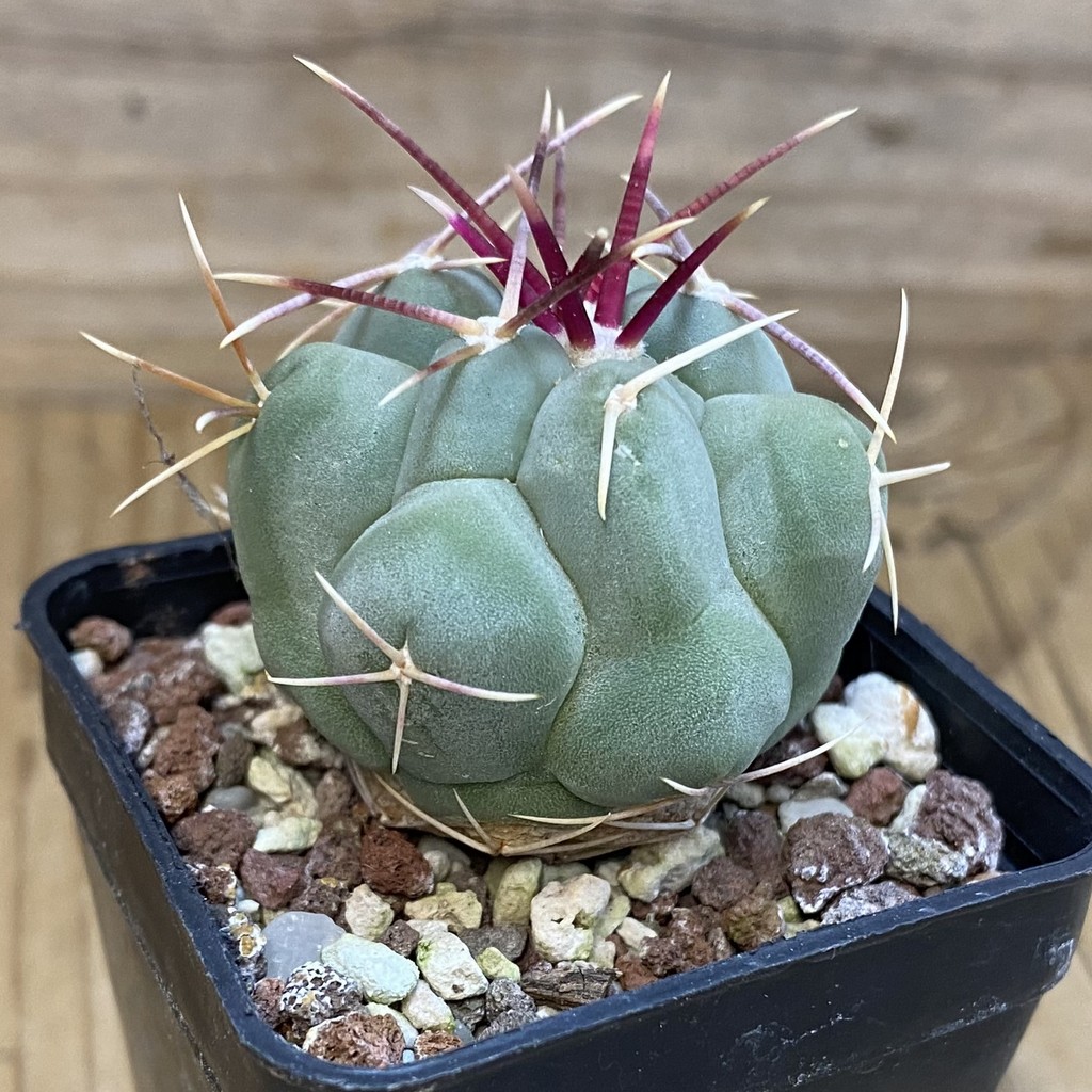 DP37205 Thelocactus fossulatus MG 1270.8 - Image 3