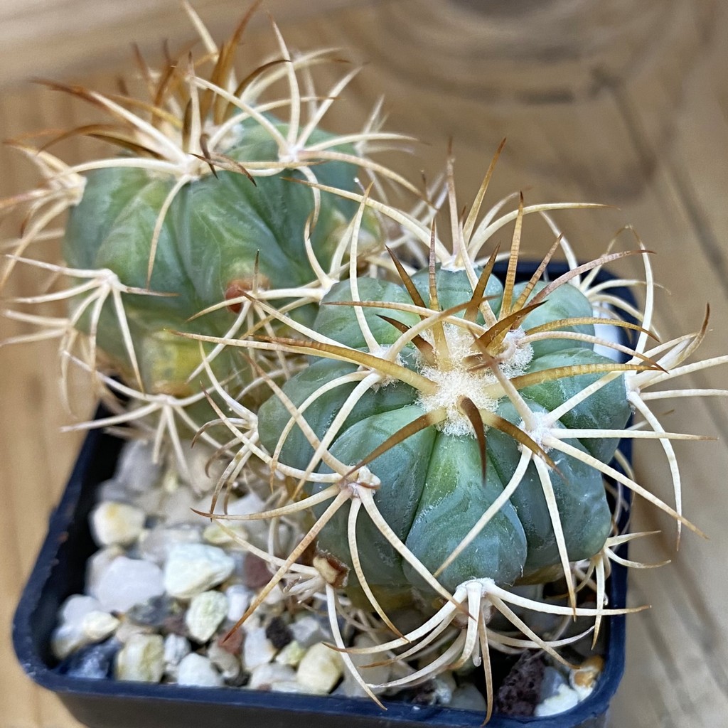 DP37206 Echinocactus horizonthalonius RC 147