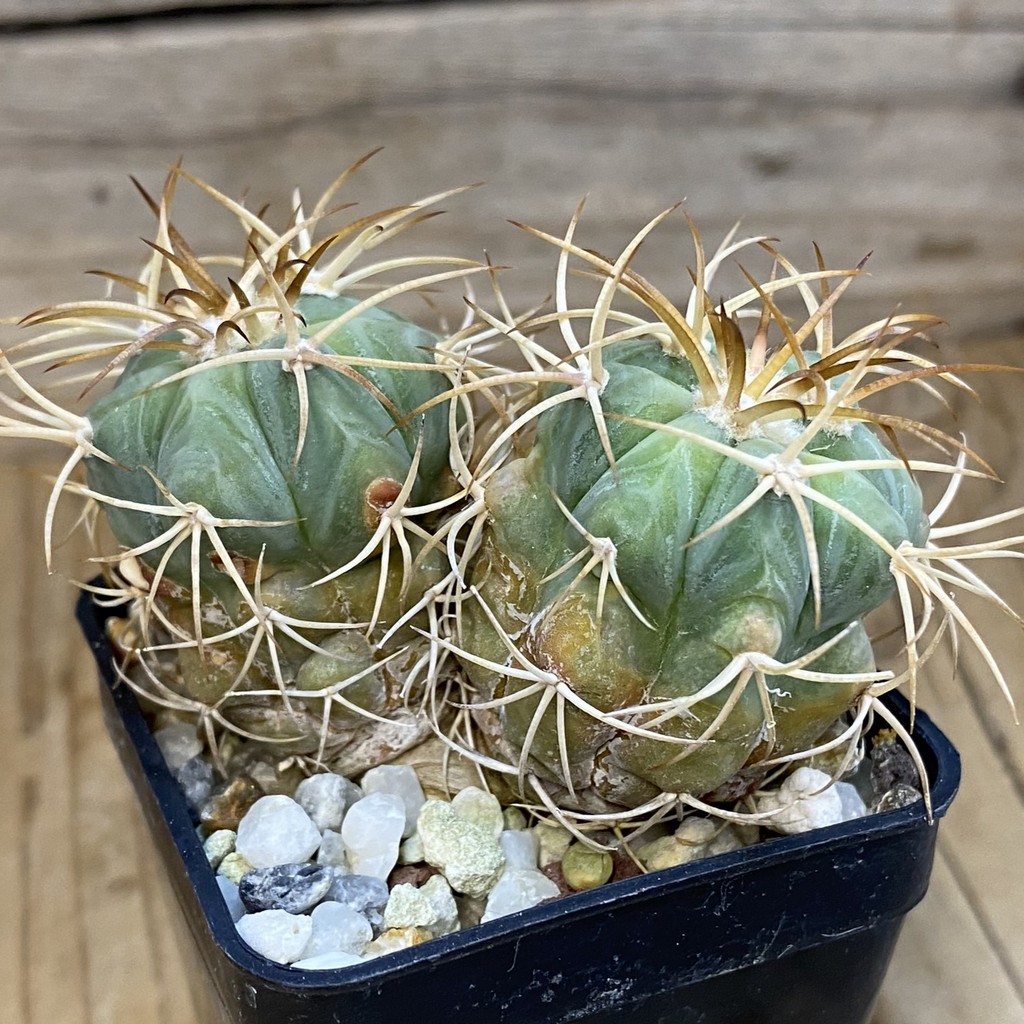 DP37206 Echinocactus horizonthalonius RC 147 - Image 2