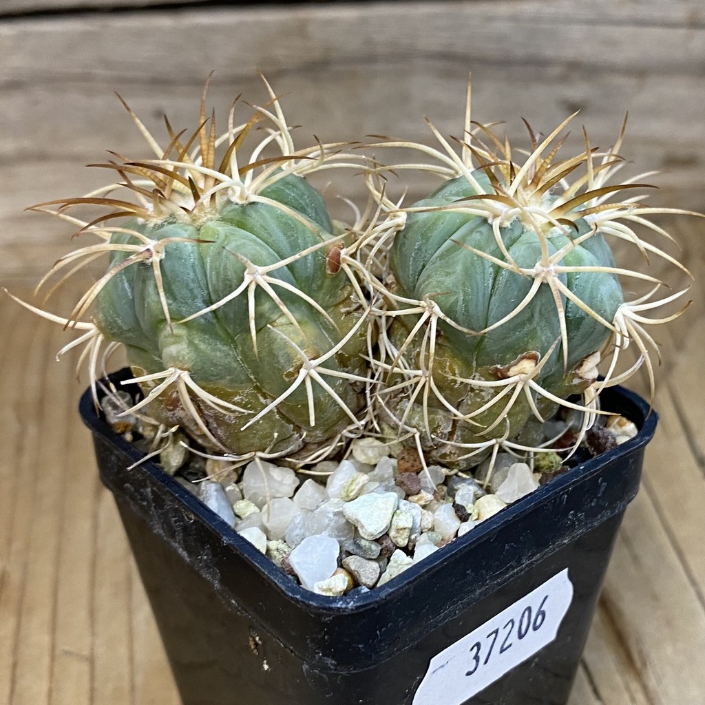 DP37206 Echinocactus horizonthalonius RC 147 - Image 3