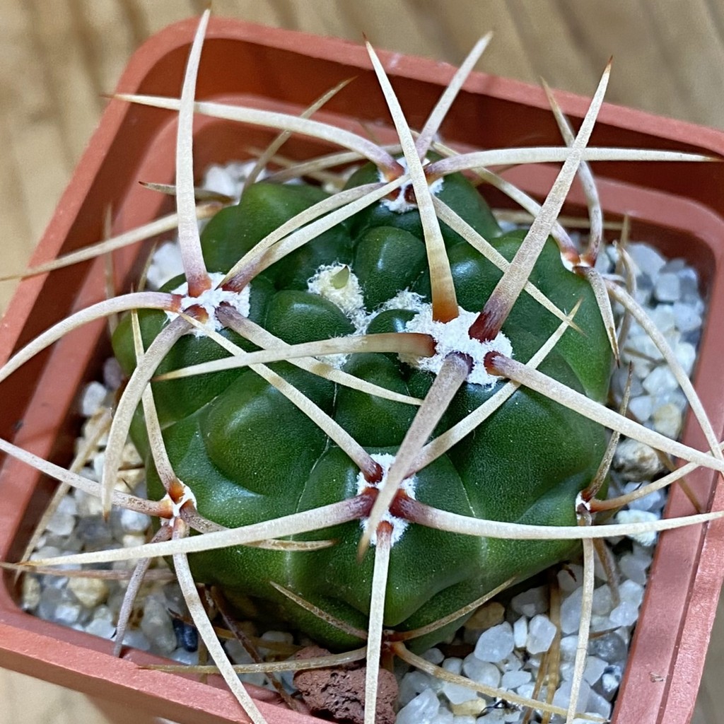 DP37207 Gymnocalycium multiflorum