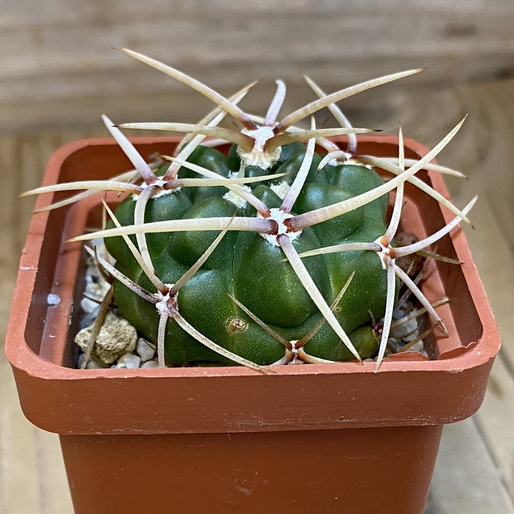 DP37207 Gymnocalycium multiflorum - Image 2