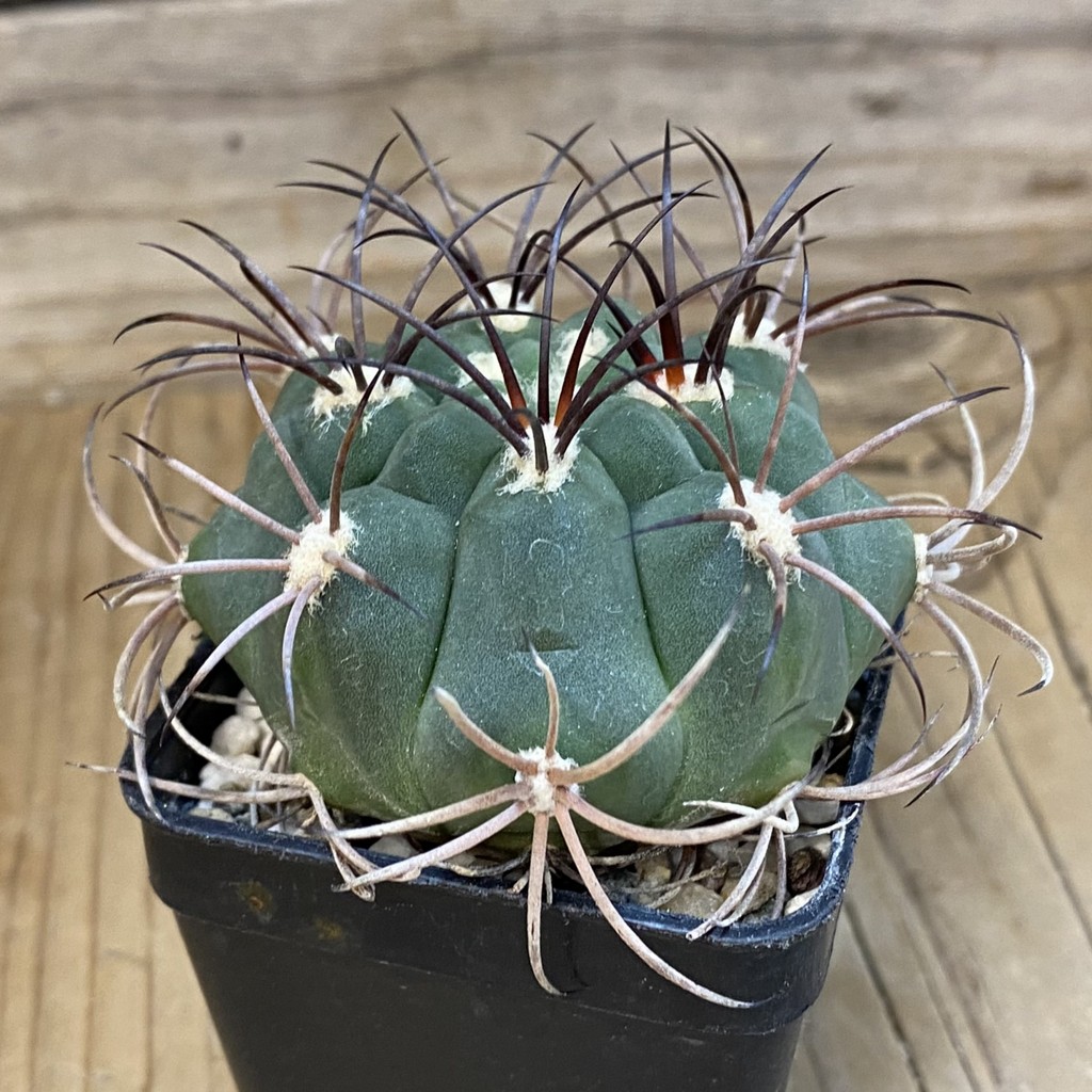 DP37179 Gymnocalycium saglione - Image 2