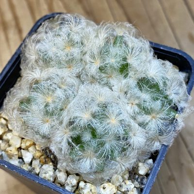 DP37209 Mammillaria plumosa