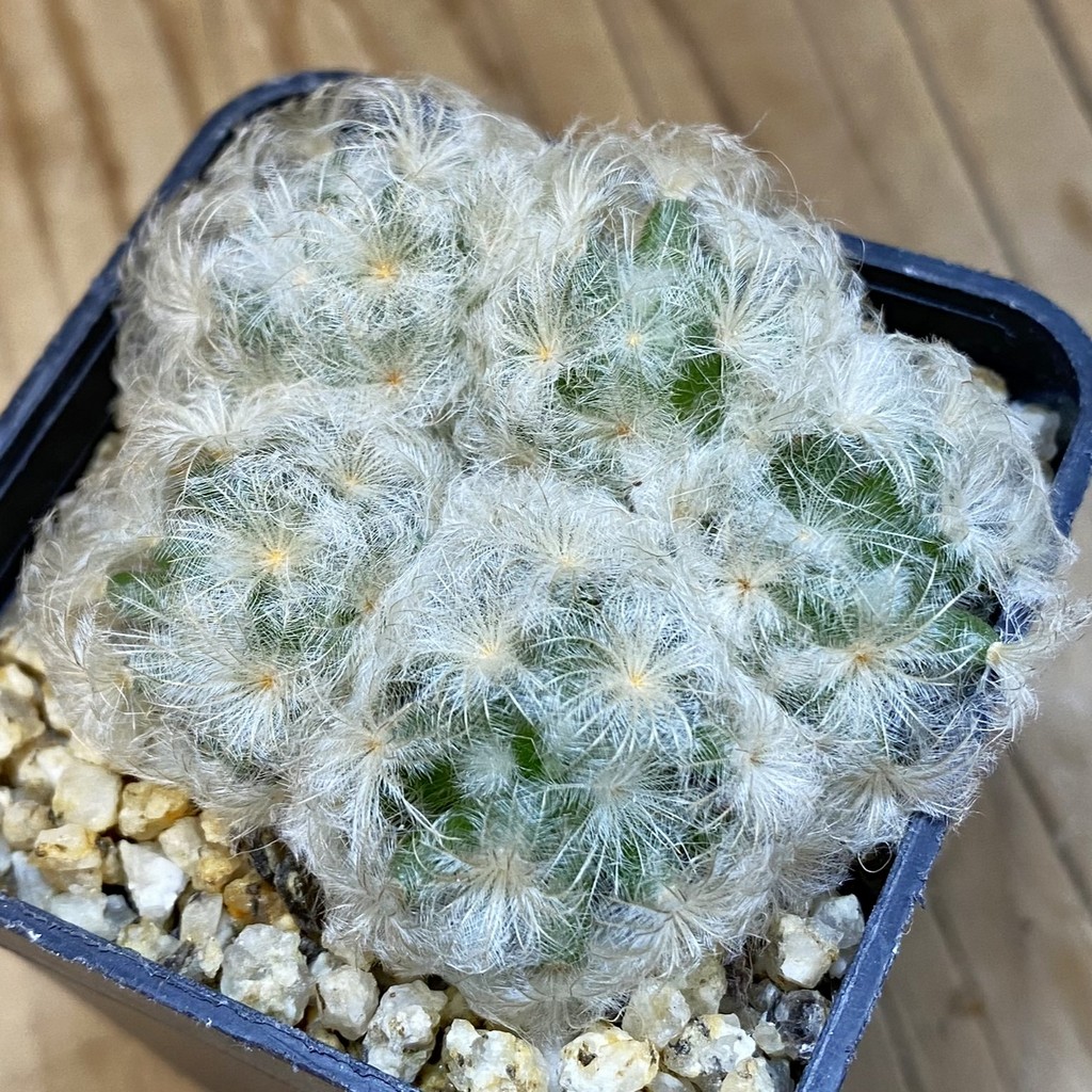 DP37209 Mammillaria plumosa