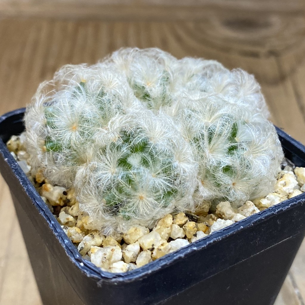 DP37209 Mammillaria plumosa - Image 2