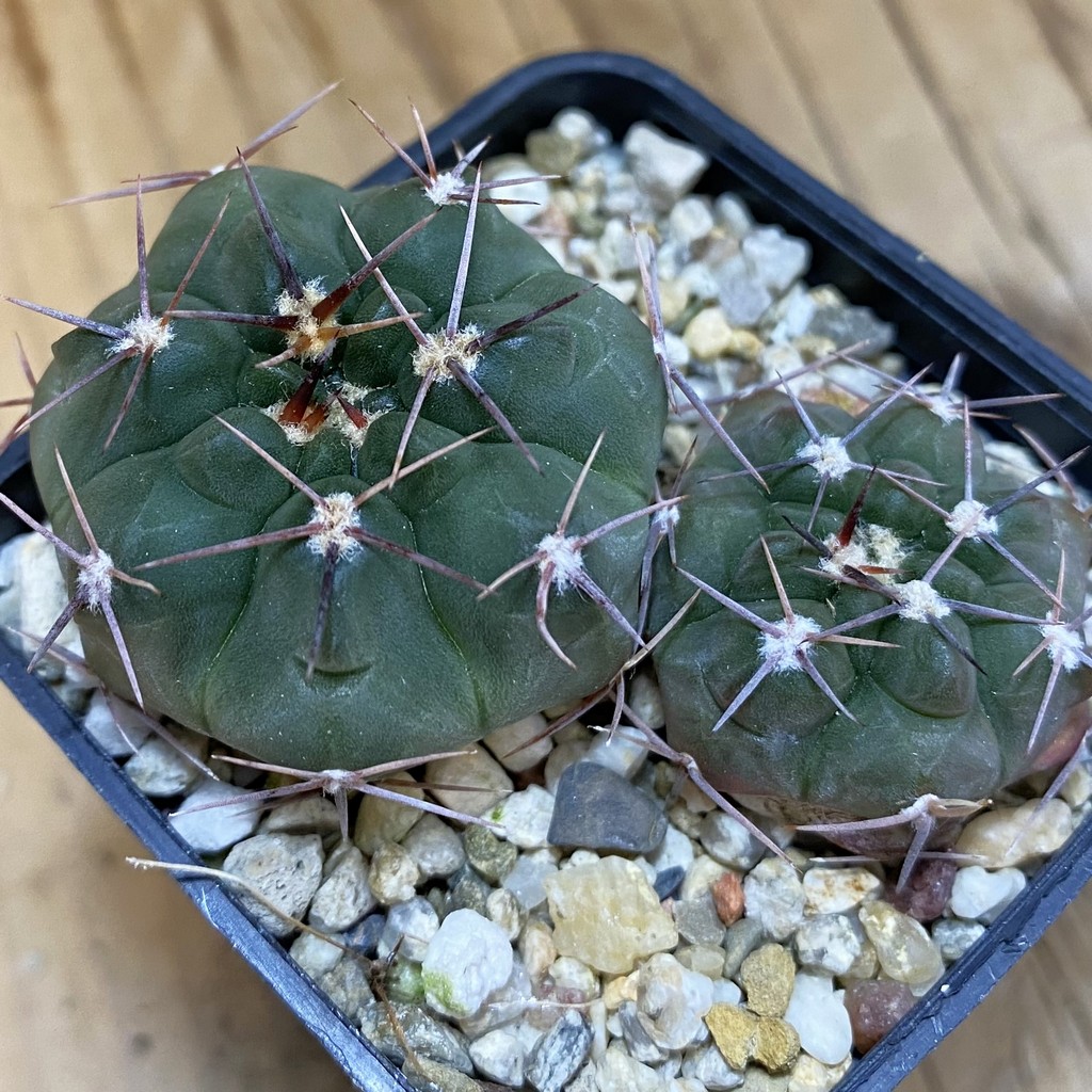 DP37180 Gymnocalycium simile , 2 plants