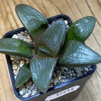 DP37214 Haworthia bayeri x springbokvlakensis