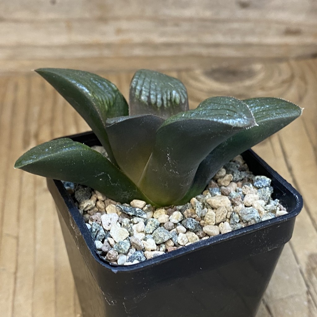 DP37214 Haworthia bayeri x springbokvlakensis - Image 2