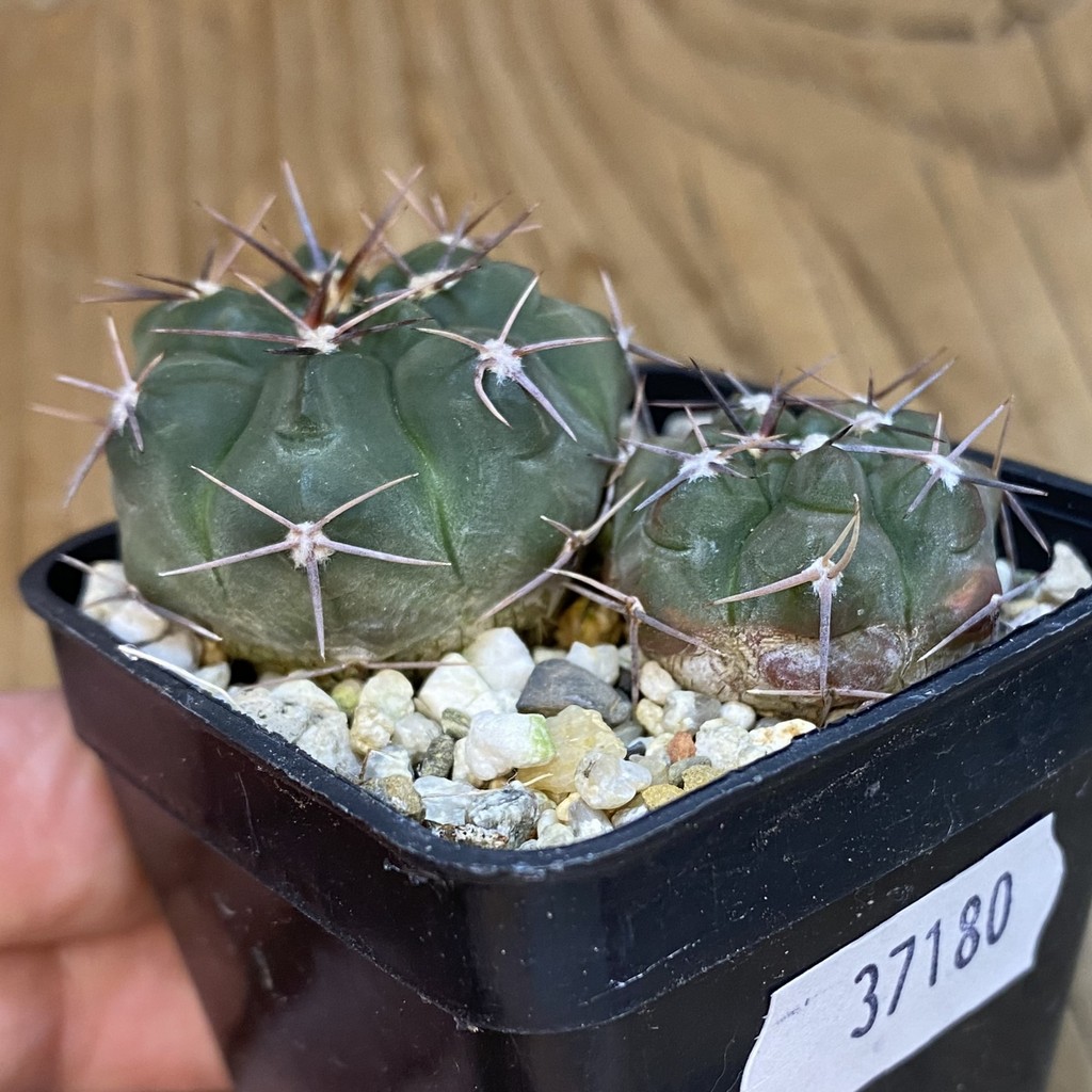 DP37180 Gymnocalycium simile , 2 plants - Image 2
