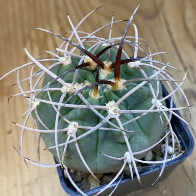 DP37216 Gymnocalycium castellanosii v. rigidum