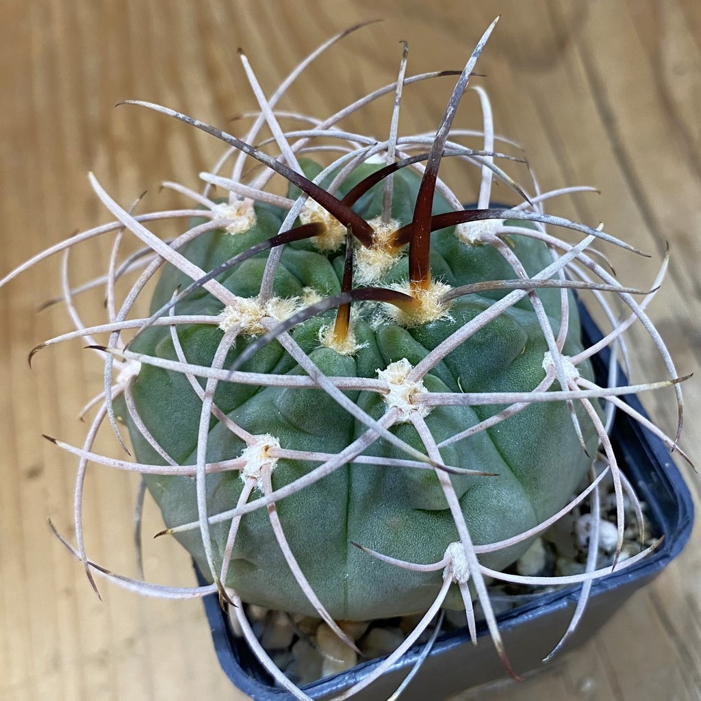 DP37216 Gymnocalycium castellanosii v. rigidum