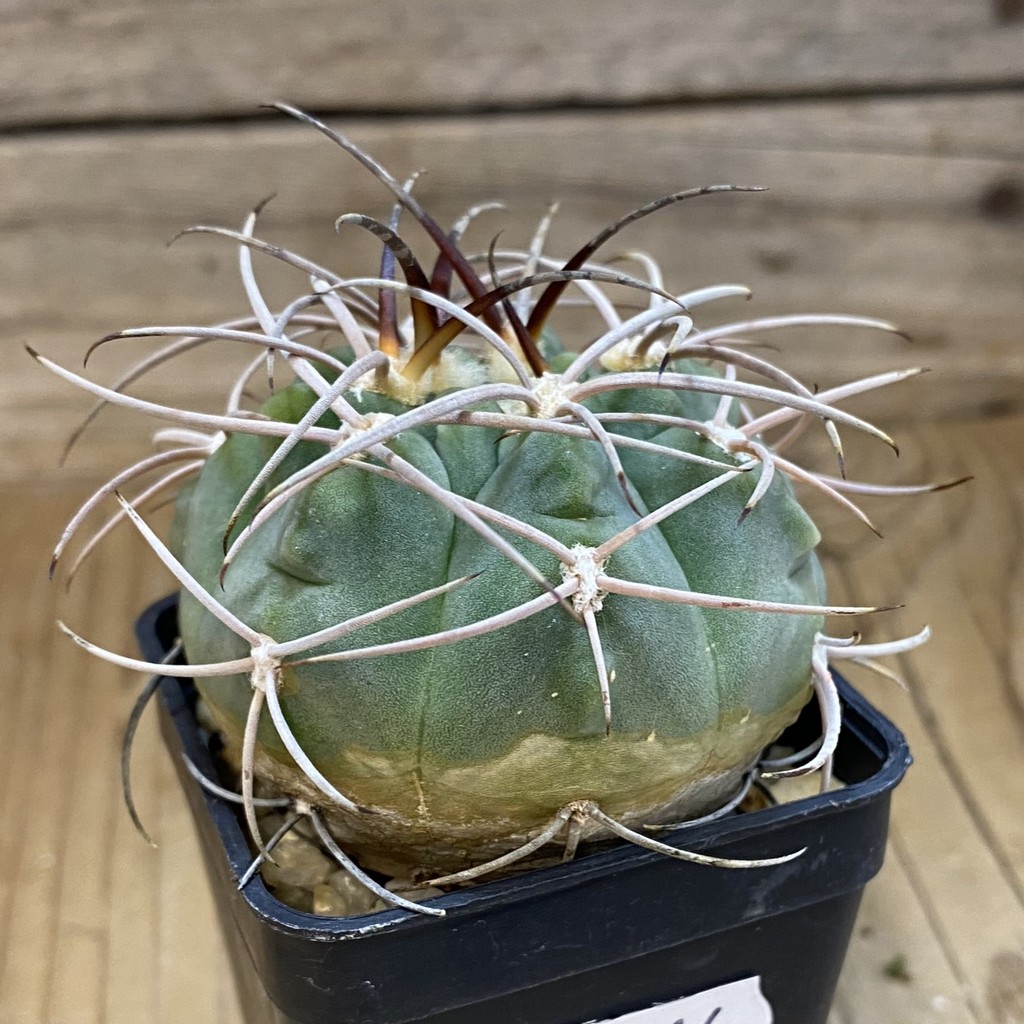 DP37216 Gymnocalycium castellanosii v. rigidum - Image 2