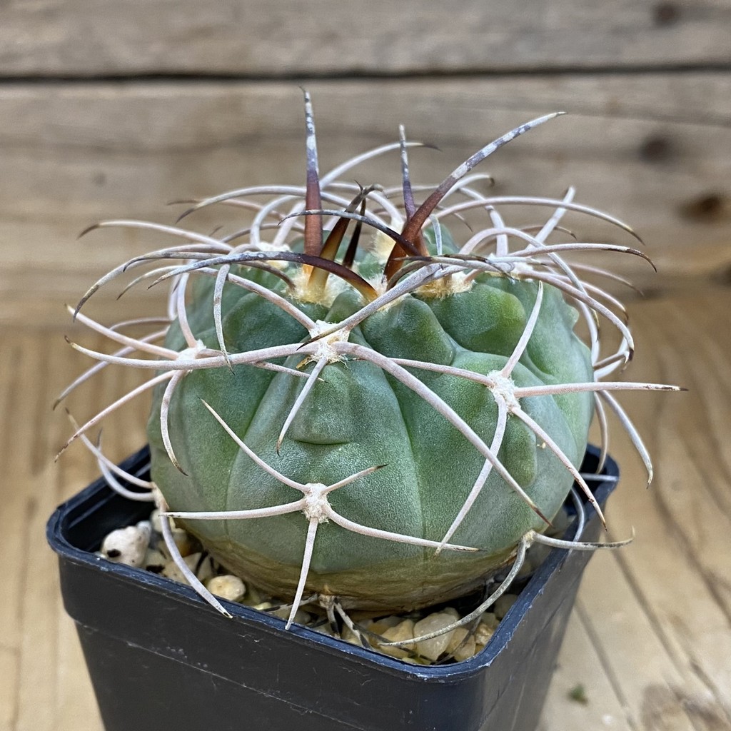 DP37216 Gymnocalycium castellanosii v. rigidum - Image 3