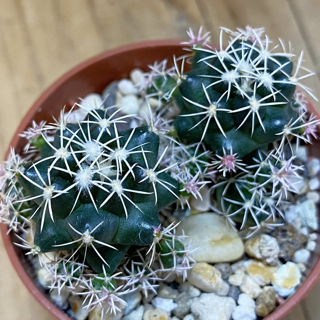 DP37217 Coryphantha bumamma