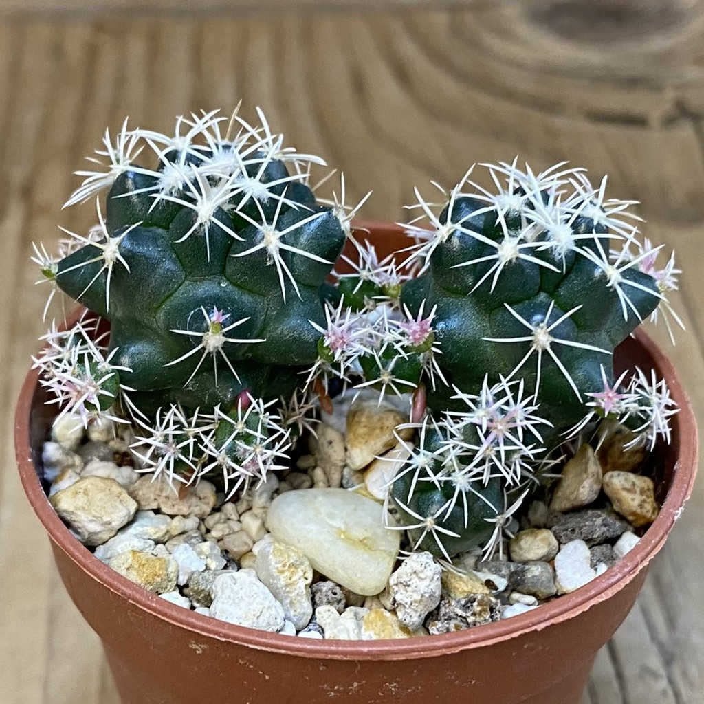 DP37217 Coryphantha bumamma - Image 2