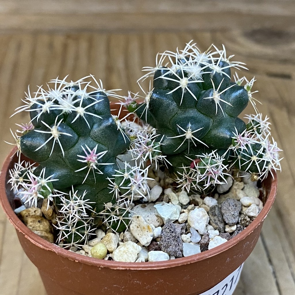 DP37217 Coryphantha bumamma - Image 3