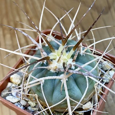 DP37218 Gymnocalycium cardenasianum
