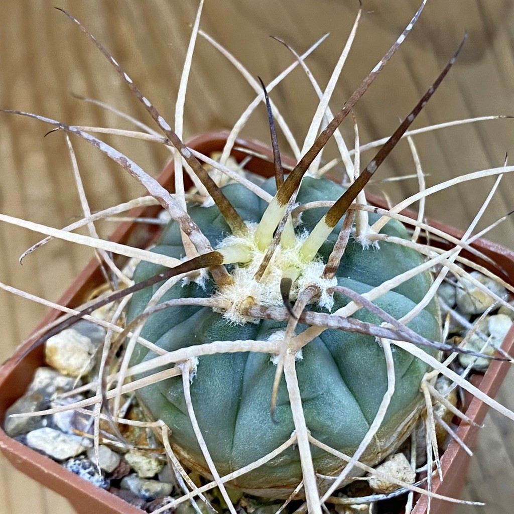 DP37218 Gymnocalycium cardenasianum