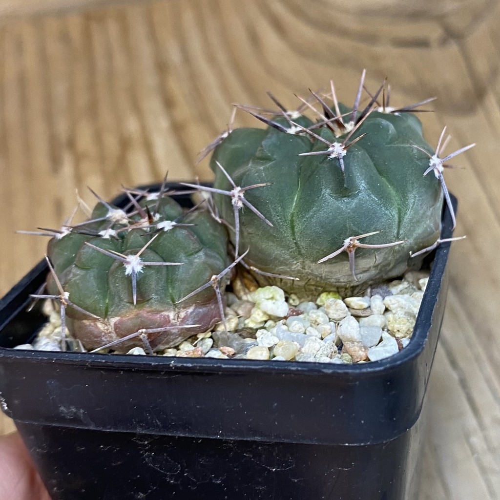 DP37180 Gymnocalycium simile , 2 plants - Image 3