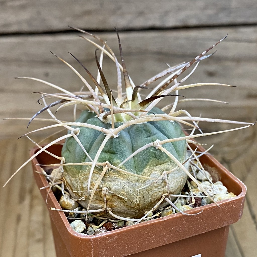 DP37218 Gymnocalycium cardenasianum - Image 2