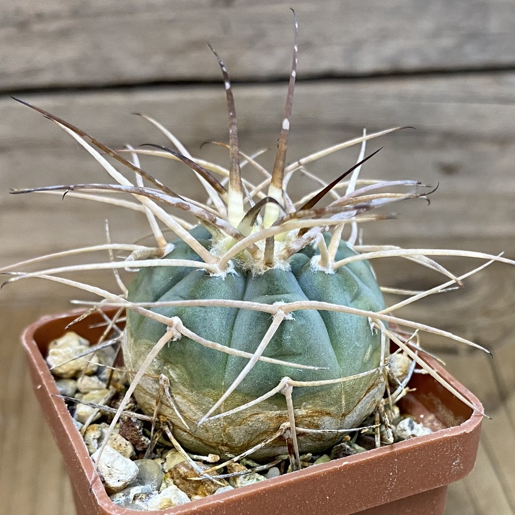 DP37218 Gymnocalycium cardenasianum - Image 3