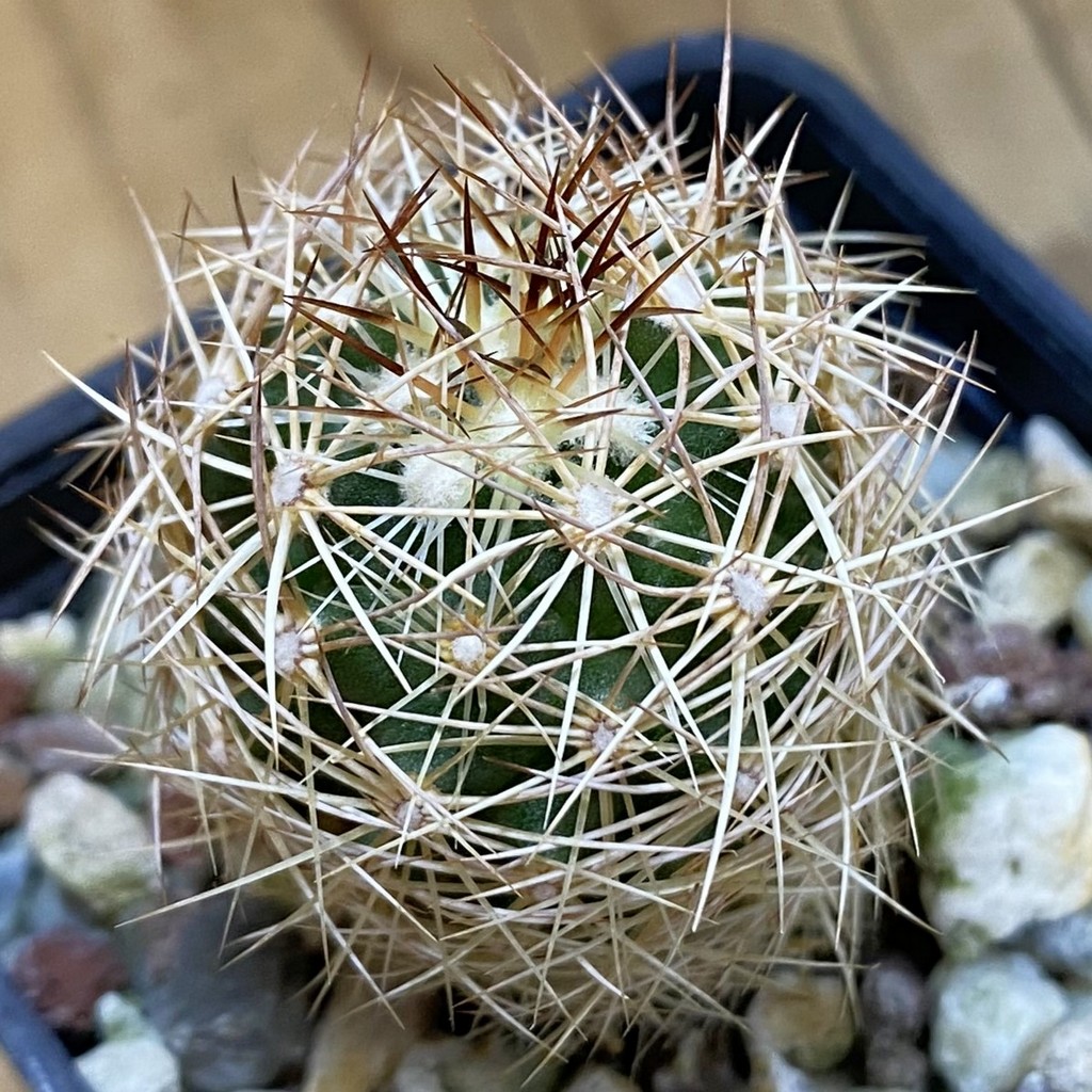 DP37220 Coryphantha sulcata