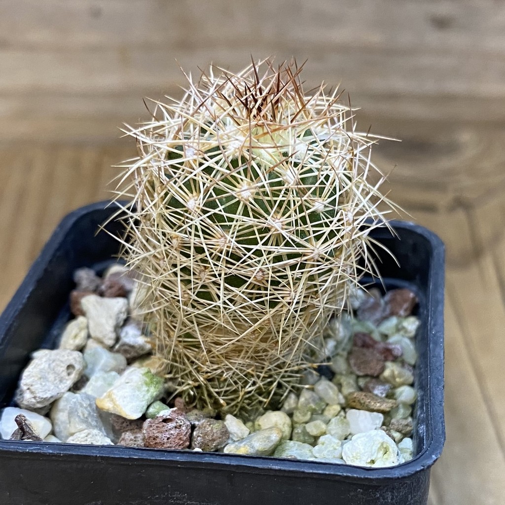 DP37220 Coryphantha sulcata - Image 2
