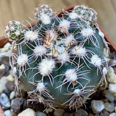 DP37222 Gymnocalycium bruchii LF 93