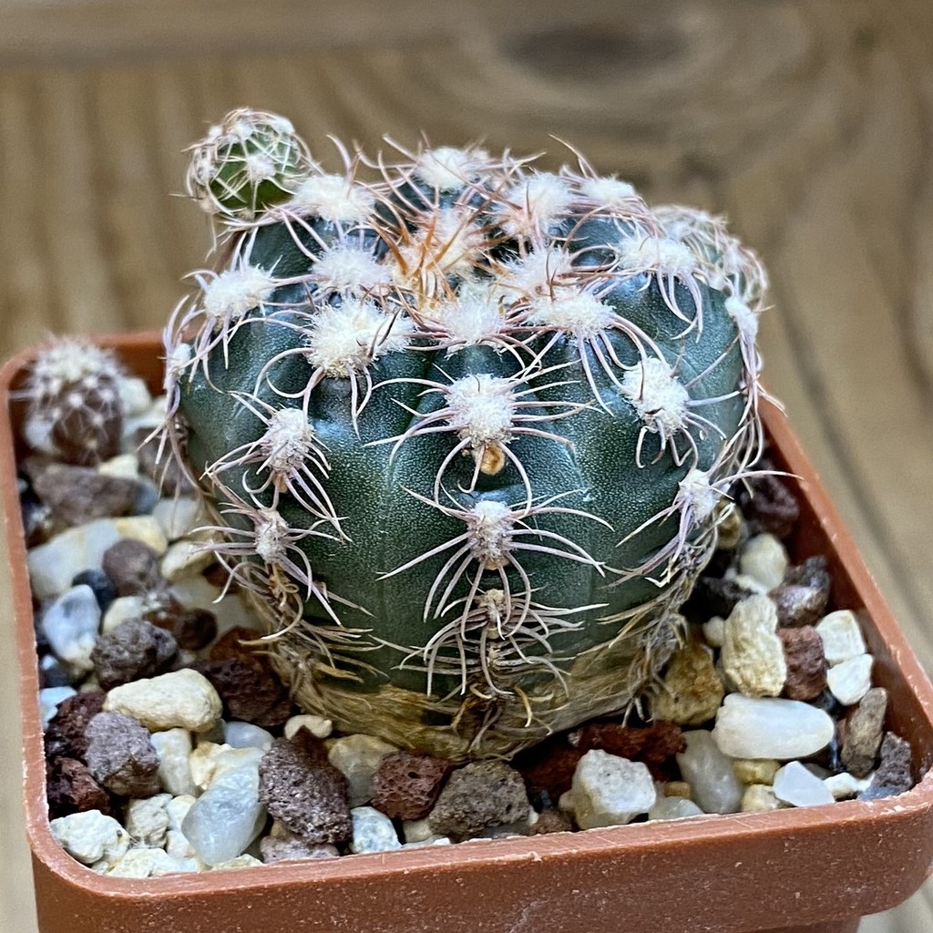 DP37222 Gymnocalycium bruchii LF 93 - Image 2