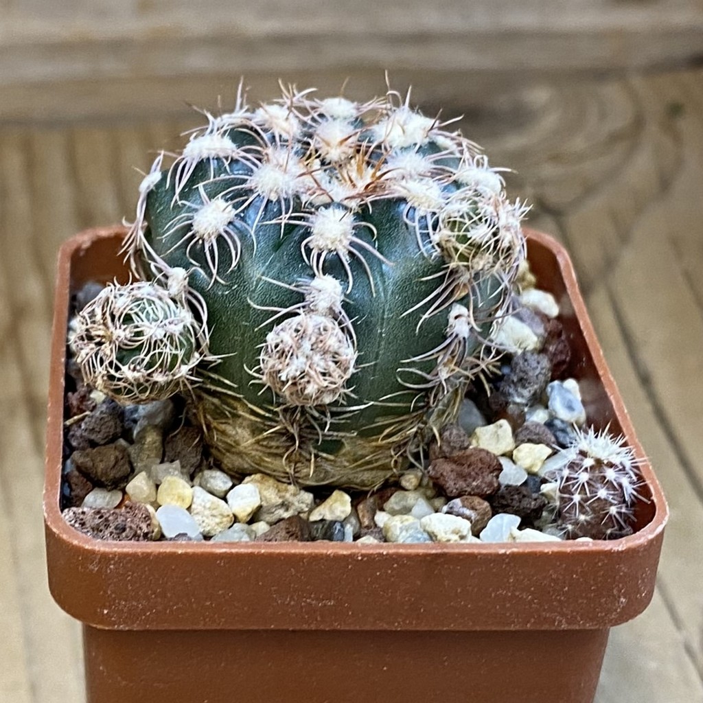 DP37222 Gymnocalycium bruchii LF 93 - Image 3