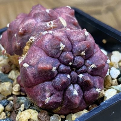 DP37223 Gymnocalycium mihanovichii 'Day Dream' f. cristata