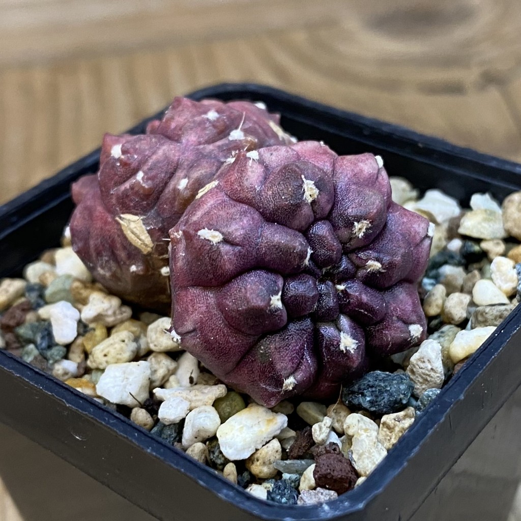 DP37223 Gymnocalycium mihanovichii 'Day Dream' f. cristata - Image 2