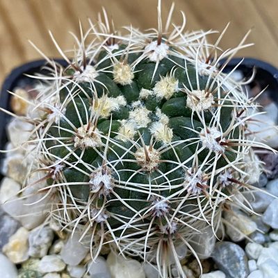 DP37181 Gymnocalycium papschii