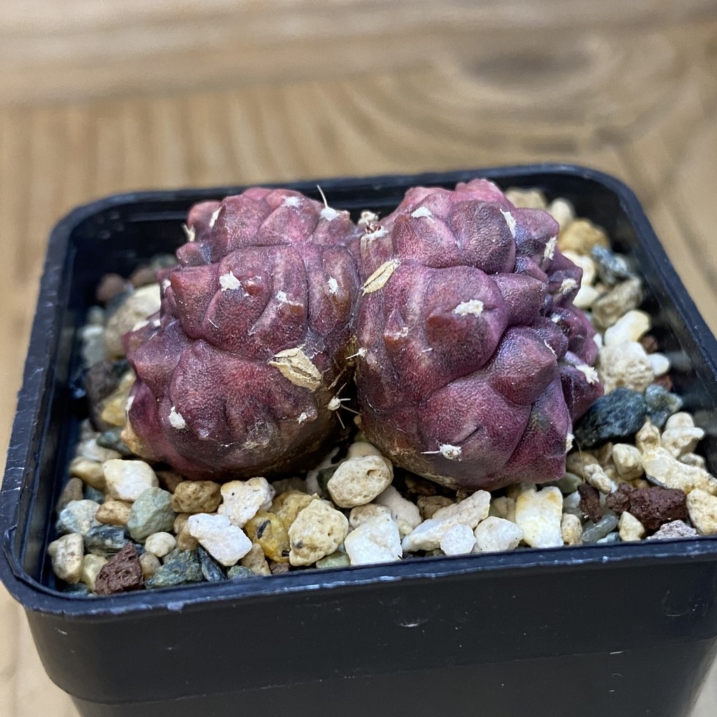 DP37223 Gymnocalycium mihanovichii 'Day Dream' f. cristata - Image 3