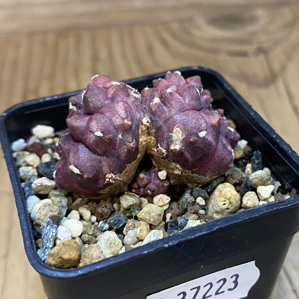 DP37223 Gymnocalycium mihanovichii 'Day Dream' f. cristata - Image 4