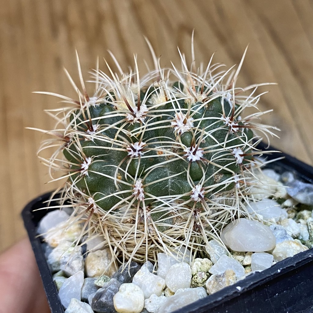 DP37181 Gymnocalycium papschii - Image 2