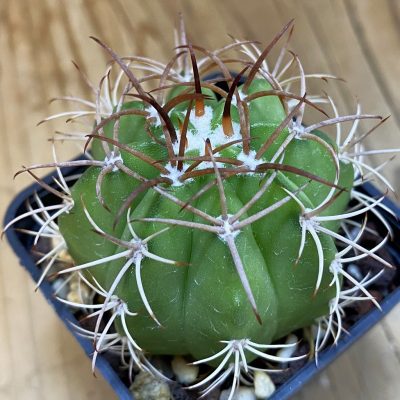 DP37226 Melocactus matanzanus