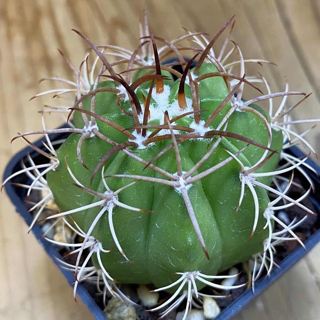 DP37226 Melocactus matanzanus