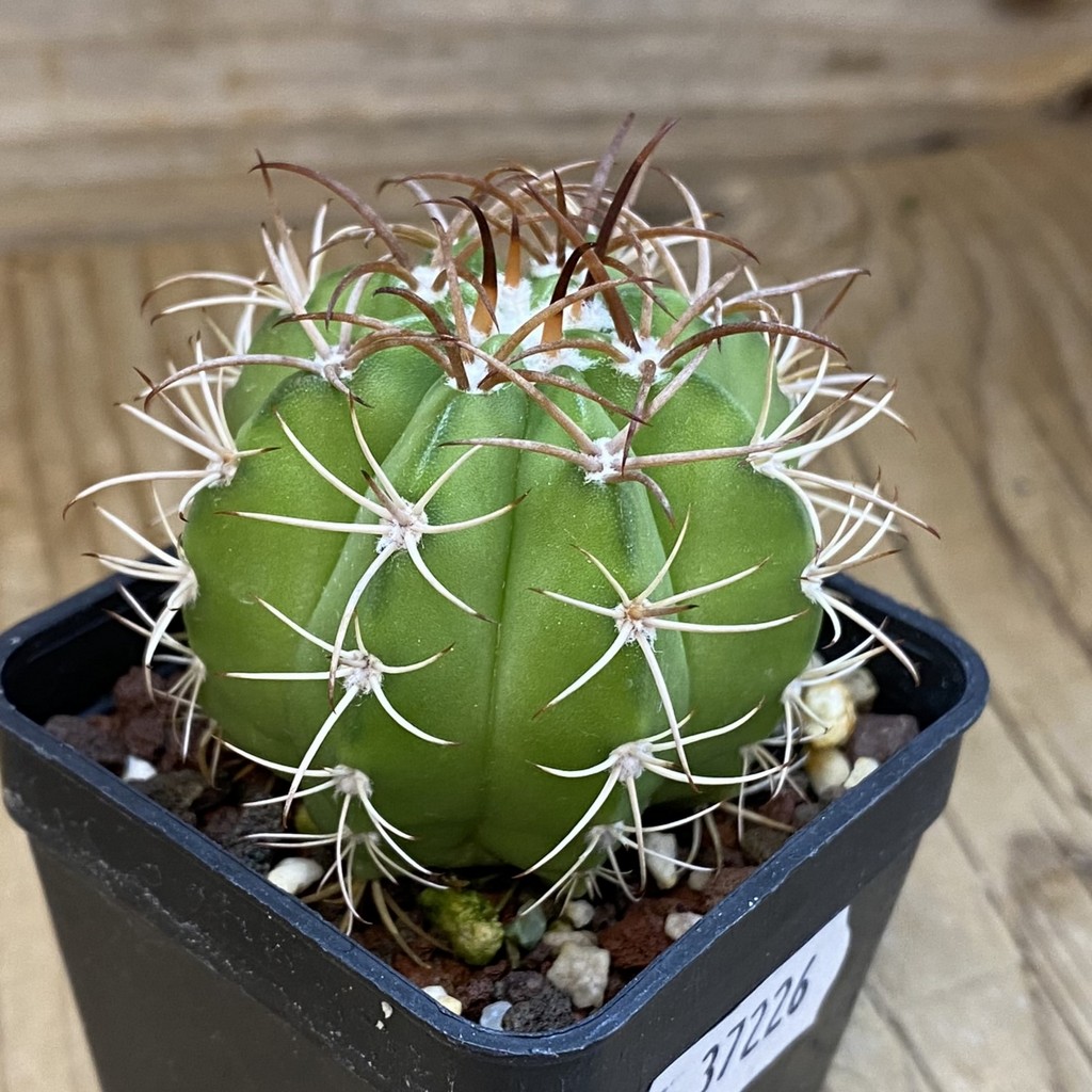 DP37226 Melocactus matanzanus - Image 2